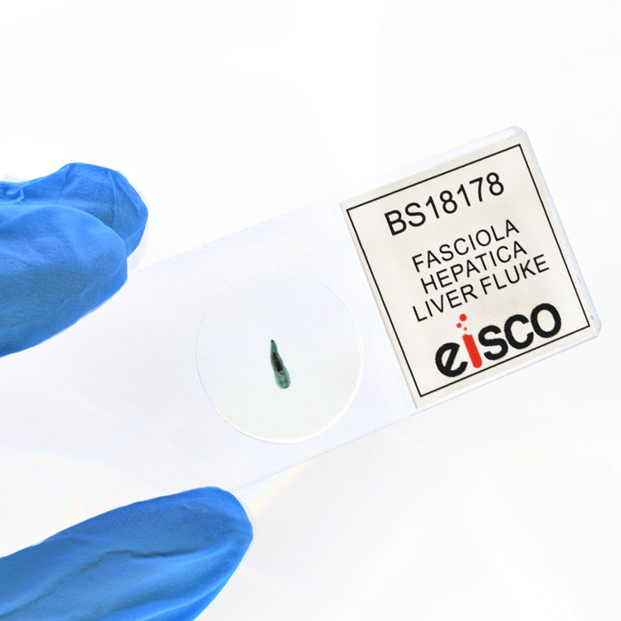 Eisco - 25 Pack Prepared Microscope Slides of Fasciola Hepatica (Liver Fluke) Whole Mount 25x77mm Glass with Stained Specimens in Storage Box