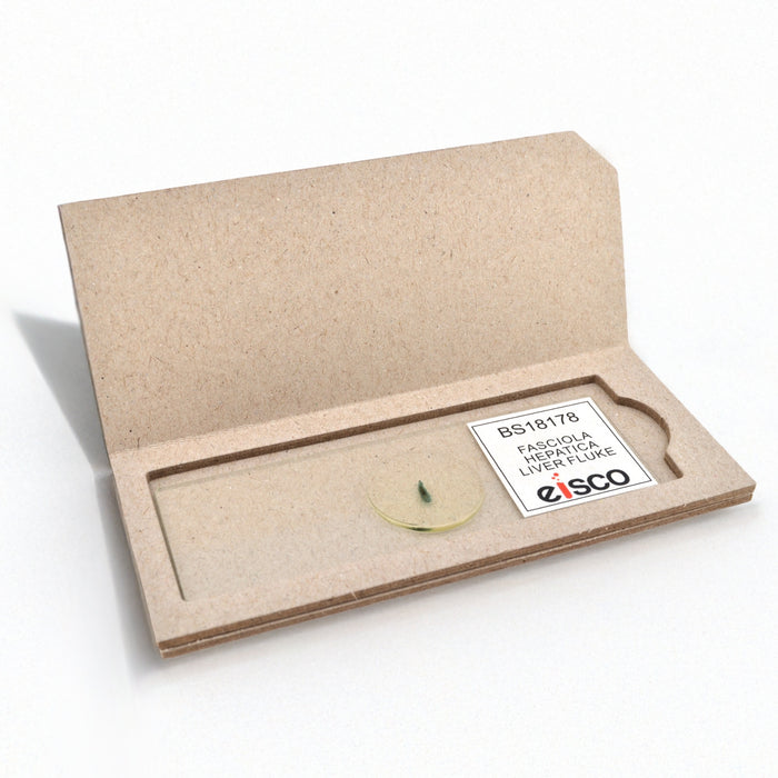 Eisco - Prepared Microscope Slide of Fasciola Hepatica (Liver Fluke) Whole Mount 25x77mm Glass Slide with Stained Specimen