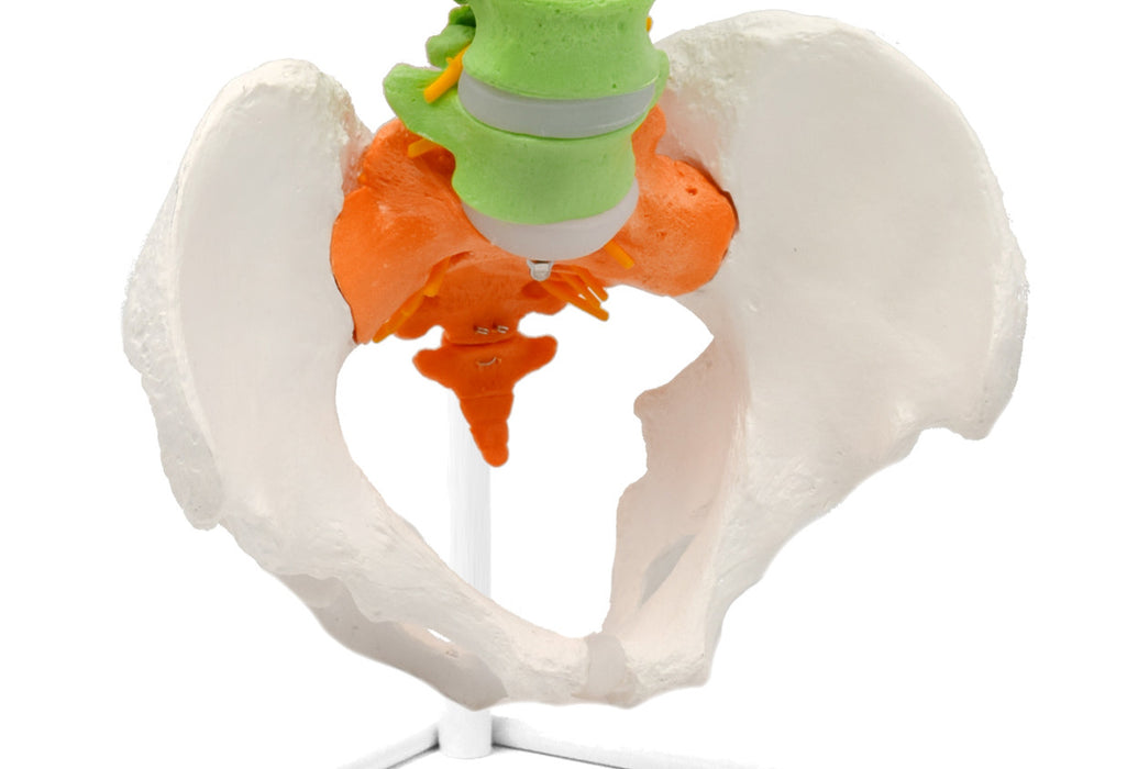 Human Spine & Pelvis Model - Flexible - Color-Coded Vertebrae - Life Size - Medical Quality