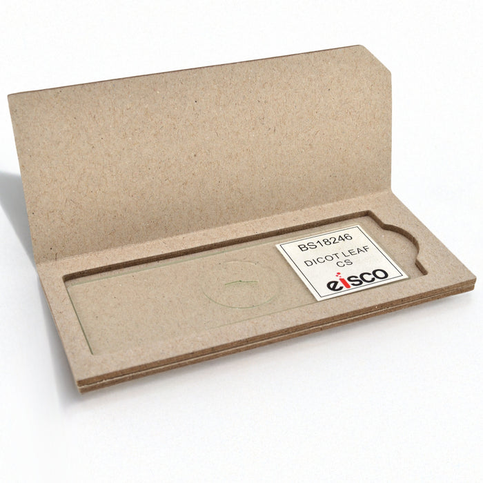 Dicot Leaf - Cross Section - Prepared Microscope Slide - 75x25mm