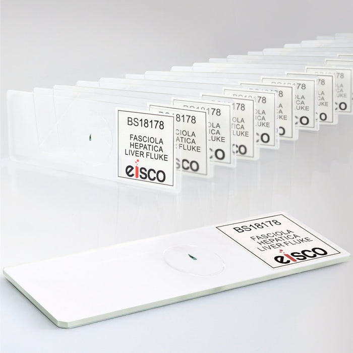 Eisco - 25 Pack Prepared Microscope Slides of Fasciola Hepatica (Liver Fluke) Whole Mount 25x77mm Glass with Stained Specimens in Storage Box