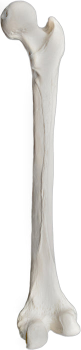 Femur Bone Model - Right - Anatomically Accurate Human Femur Bone Replica - Eisco
