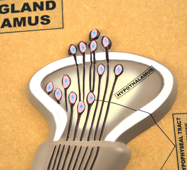 Pituitary Gland (hypothalamus) Model