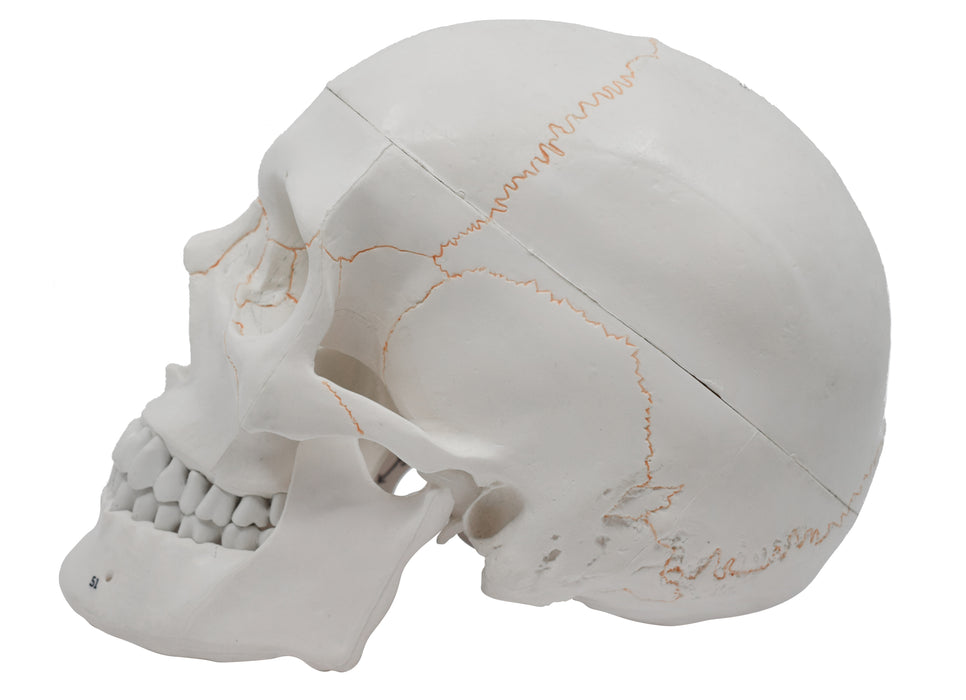 Numbered Skull - Human Anatomical Model, 3 Part - Numbered with Key Card