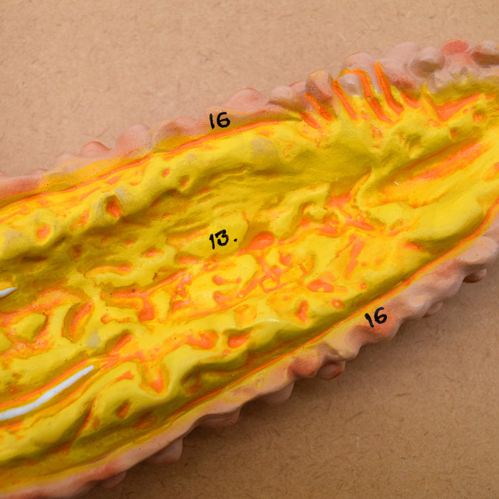 Starfish Model, 18 Inch - Mounted