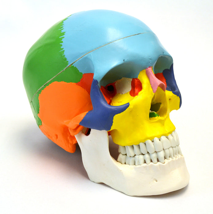 9" 3-Part Human Skull Anatomical Model Collection - Set of 4 (3-Part, Numbered, Color-Coded, and Painted Musculature)