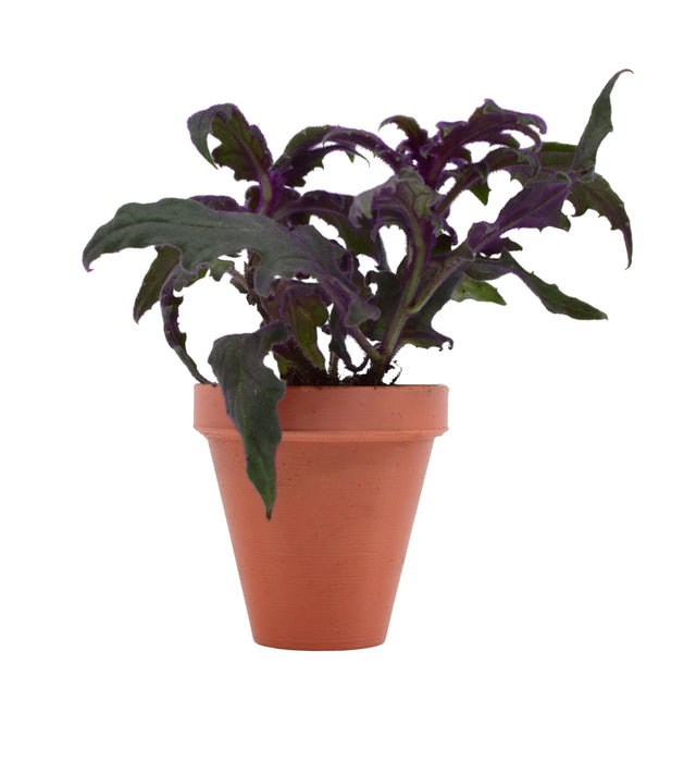 potbuddy magnetic plant pot with plant