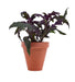 potbuddy magnetic plant pot with plant