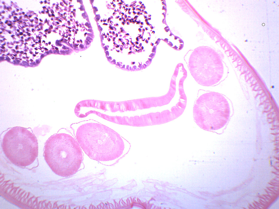 Ascaris lumbricoides - Prepared Microscope Slide
