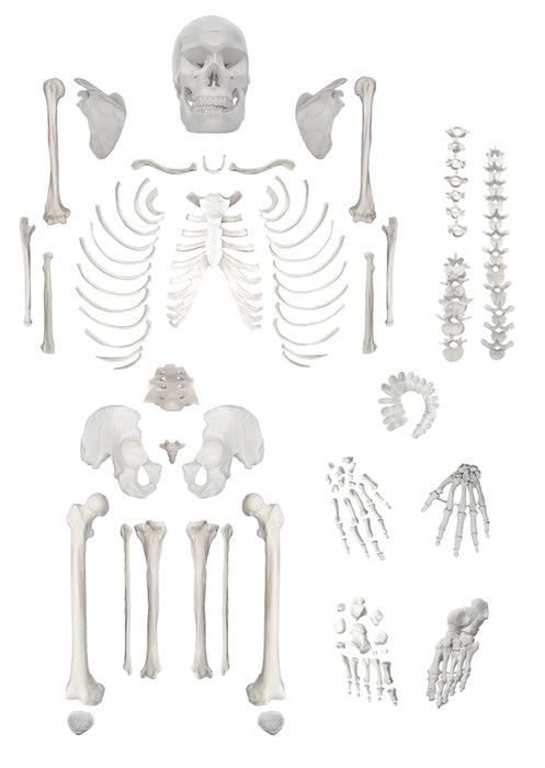 Disarticulated Human Skeleton, Full, Medical Quality, Life Sized (62" Model Height)