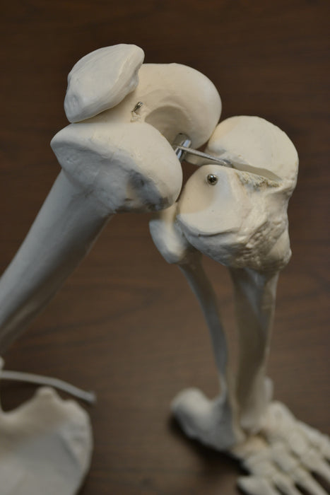 Eisco Labs Medical Quality Anatomical Bone Leg with Foot Model - Life Size