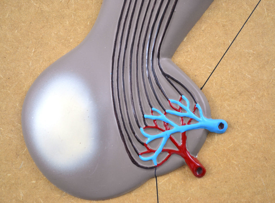 Pituitary Gland (hypothalamus) Model
