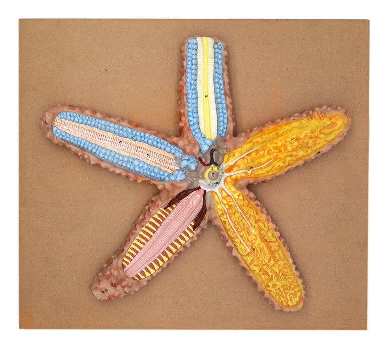 Starfish Model, 18 Inch - Mounted