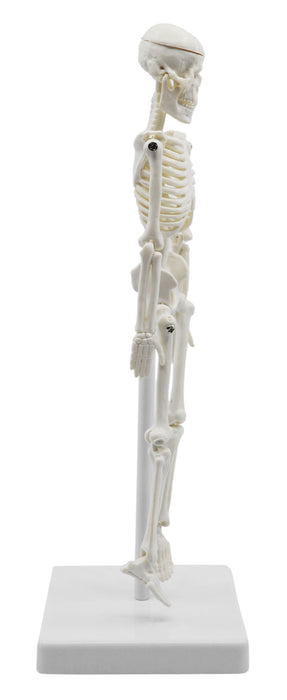 Miniature Human Skeleton Model, 8 Inch