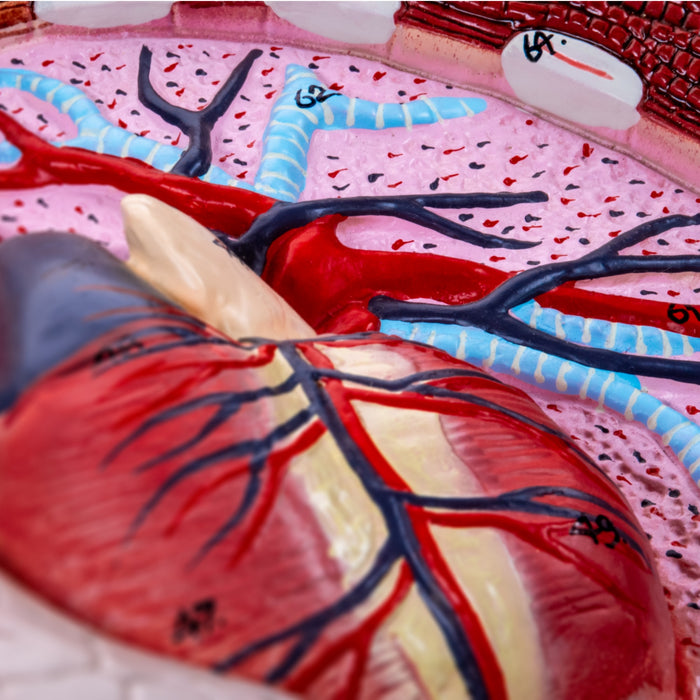 Eisco - Human Respiratory System Anatomical Model - Labeled, Hand-Painted Diagram Mounted on Wooden Board - Classroom, Medical Office & Educational Display