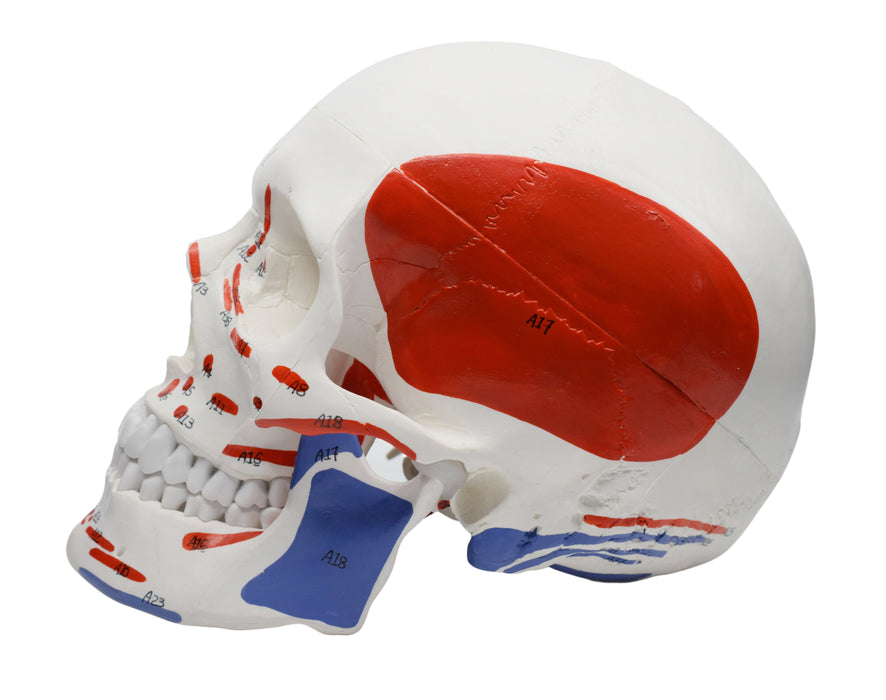 Didactic Human Adult Skull Anatomical Model, 3 Part - Color Coded