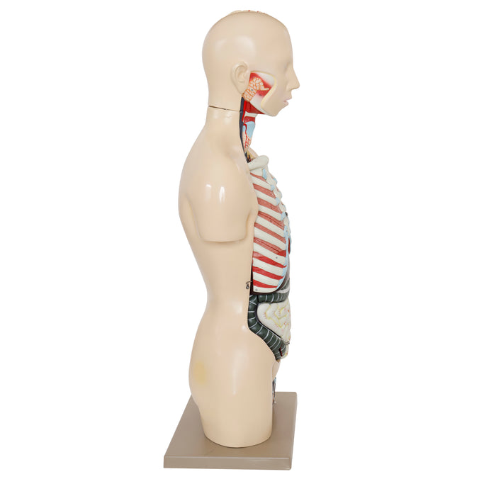 Premium Human Torso Model with Open Back -  Life Size - 28 Parts - Male/Female Genital Organs - Eisco Labs