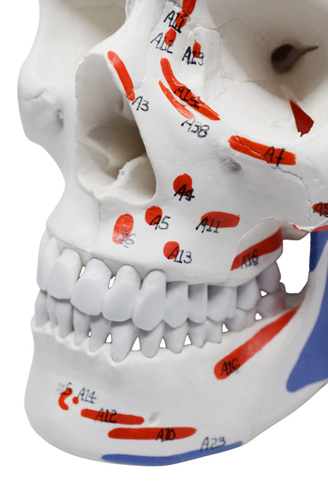 Didactic Human Adult Skull Anatomical Model, 3 Part - Color Coded