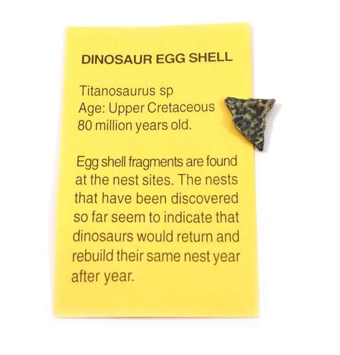 Rare Fossil Dino Pac - Real Dinosaur Egg, Bone, and Dung Fossils with Info Cards, Geologic Timescale, and 4x Magnifier