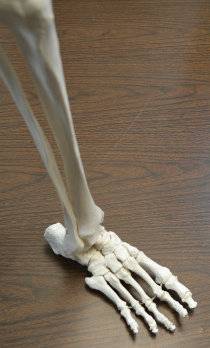 Eisco Labs Medical Quality Anatomical Bone Leg with Foot Model - Life Size