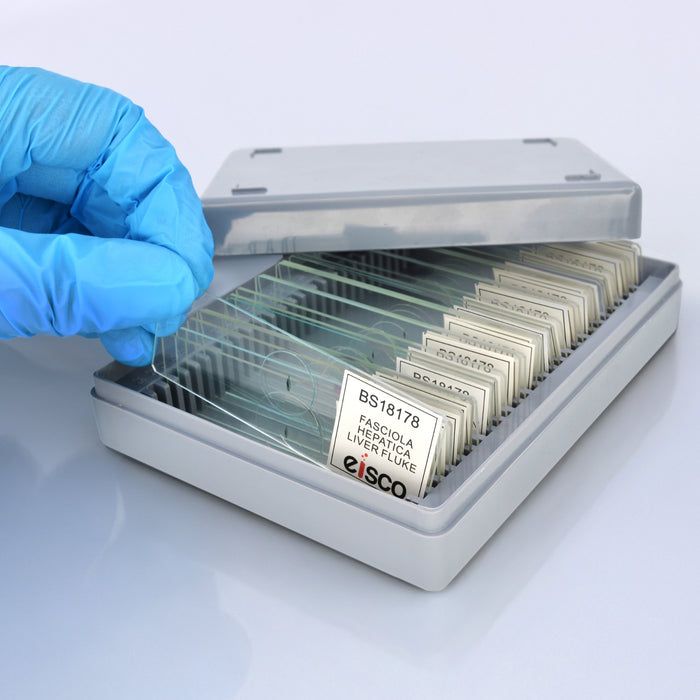 Eisco - 25 Pack Prepared Microscope Slides of Fasciola Hepatica (Liver Fluke) Whole Mount 25x77mm Glass with Stained Specimens in Storage Box