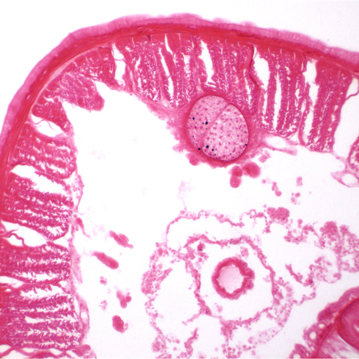 Eisco - Prepared Microscope Slide of Earthworm Cross Section 25x77mm Glass Slide Stained for Structure Visualization