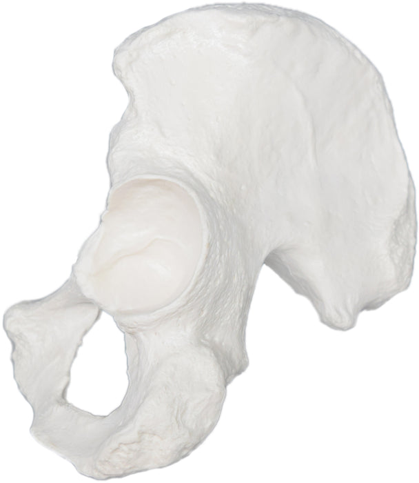 Hip Bone Model - Right - Anatomically Accurate Human Coxal Bone Replica - Eisco