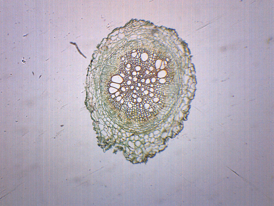 Monocot & Dicot Root - Prepared Microscope Slide