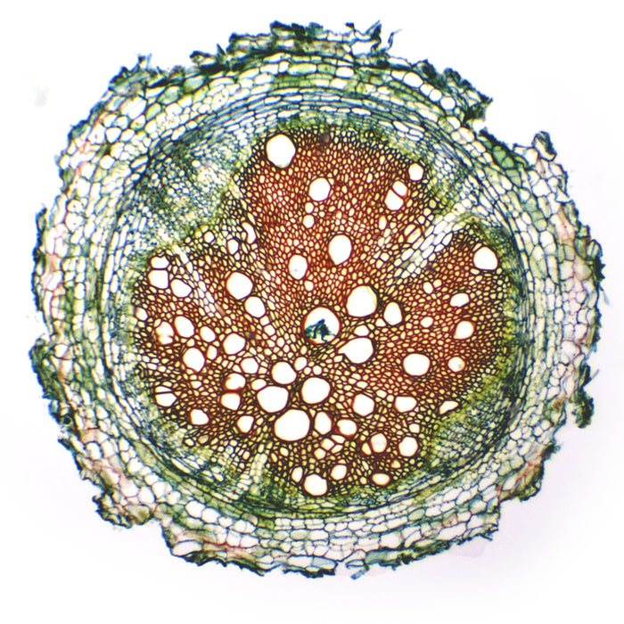 Herbaceous Woody Roots Composite - Cross Section - Prepared Microscope Slide - 75x25mm