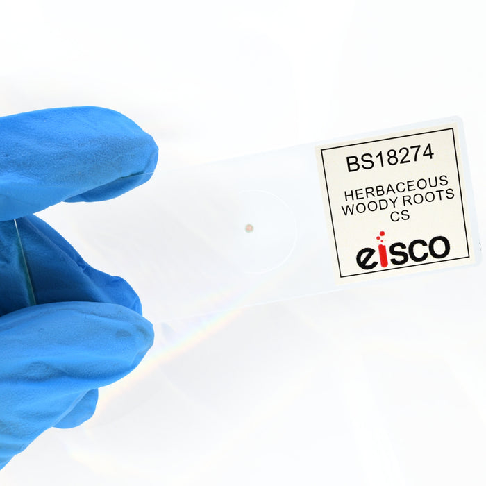 10PK Herbaceous Woody Roots Composite - Prepared Microscope Slides - 75x25mm