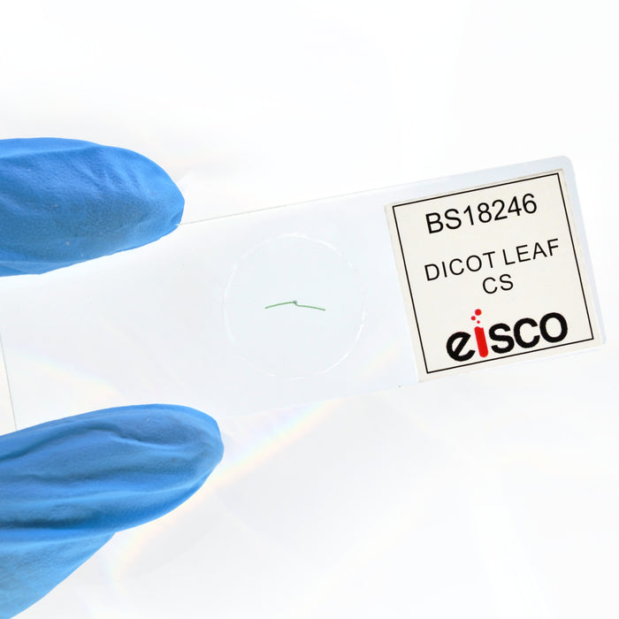 Dicot Leaf - Cross Section - Prepared Microscope Slide - 75x25mm