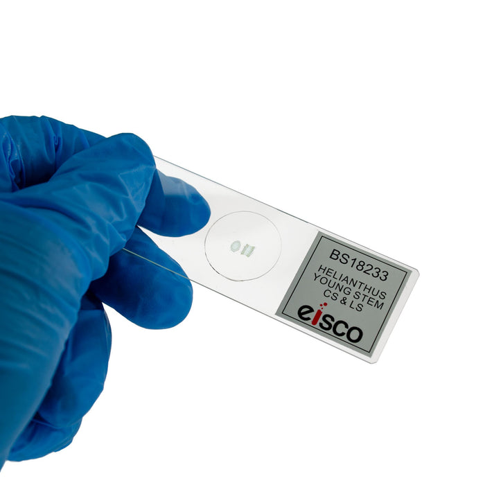 Eisco ?Çô Prepared Helianthus Young Stem Microscope Slide with Combined Cross Section and Longitudinal Section ?Çô  75 x 25 mm -  Labeled, Sealed Inert Sample for Microscopic Observation