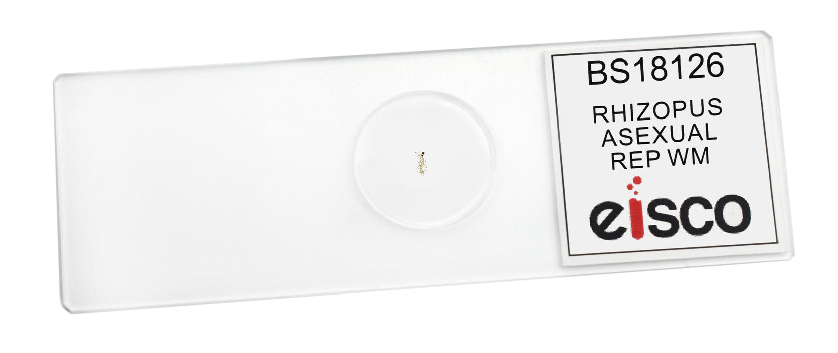 Rhizopus, Asexual Reproduction - Prepared Microscope Slide - 75x25mm