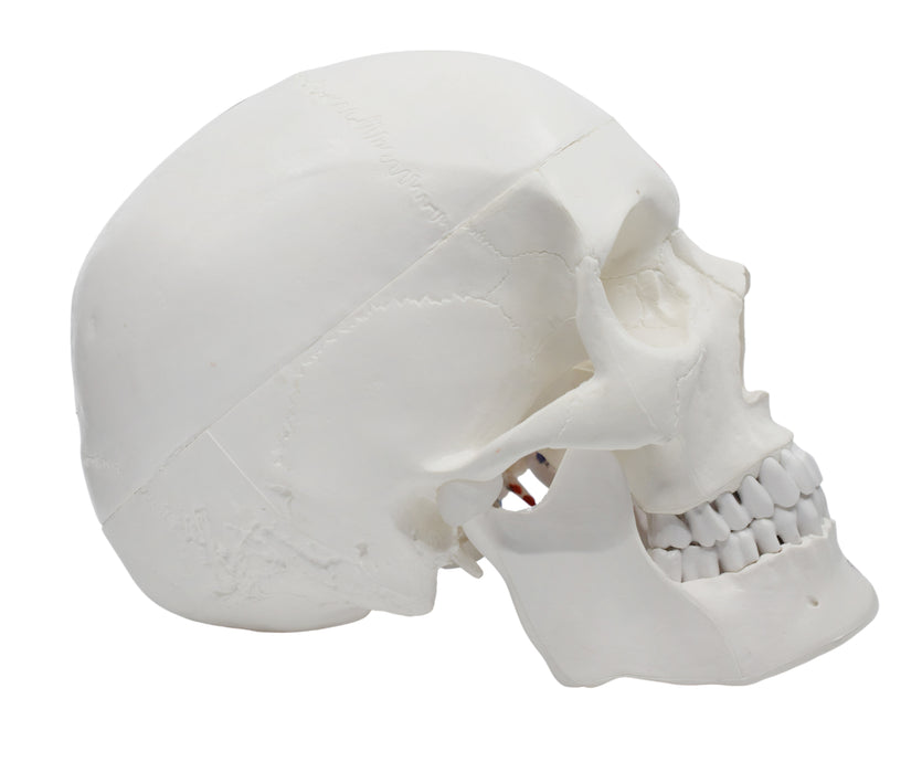 Didactic Human Adult Skull Anatomical Model, 3 Part - Color Coded