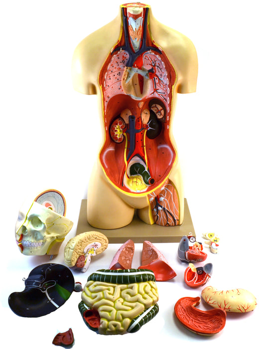 35" Premium Life Size Human Torso, Sexless, 15 Part, Highly Detailed Anatomical Model - Open Back