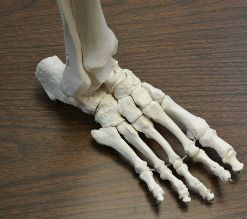 Eisco Labs Medical Quality Anatomical Bone Leg with Foot Model - Life Size