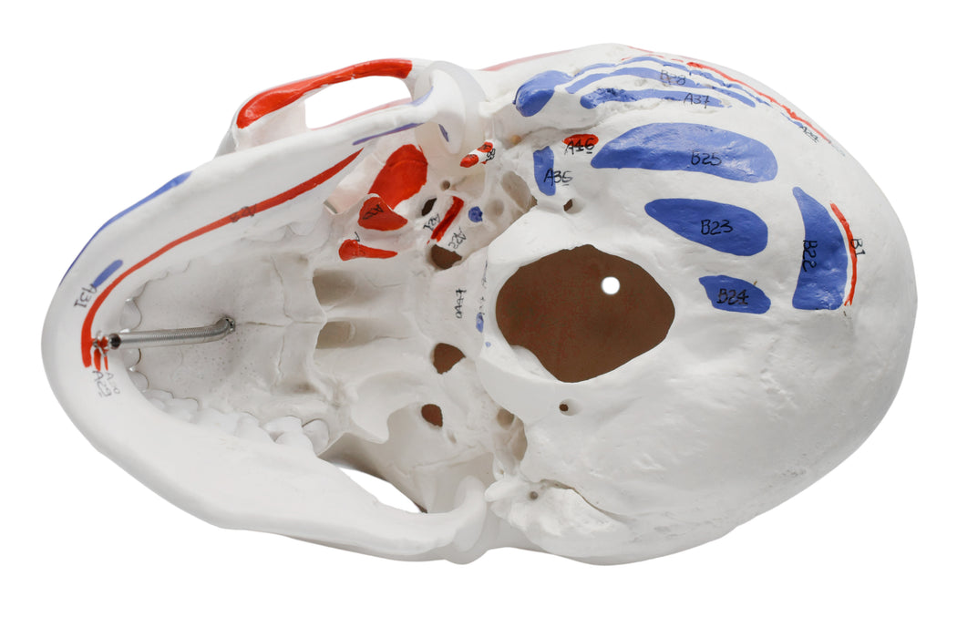Didactic Human Adult Skull Anatomical Model, 3 Part - Color Coded