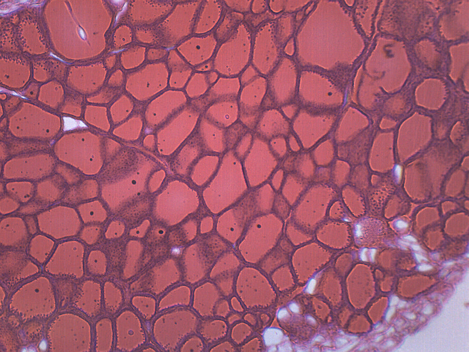 Thyroid Gland (Mammal) Prepared Microscope Slide