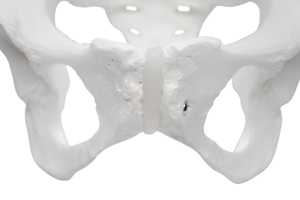 Female Pelvis Model, Human - Life Size, 3D Rendering for Anatomical Study - Medical Quality