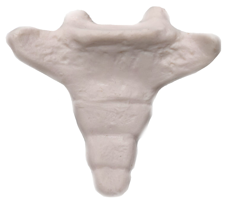 Coccyx Bone Model - Anatomically Accurate Human Tailbone Replica - Eisco