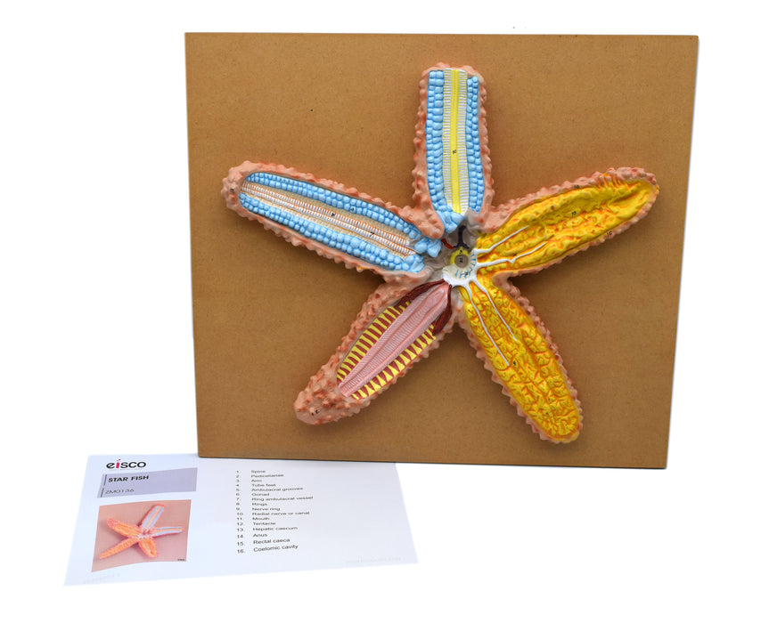 Starfish Model, 18 Inch - Mounted