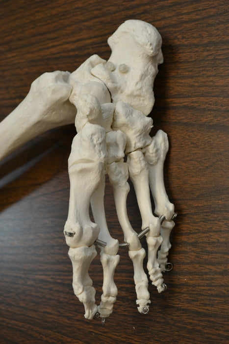 Eisco Labs Medical Quality Anatomical Bone Leg with Foot Model - Life Size