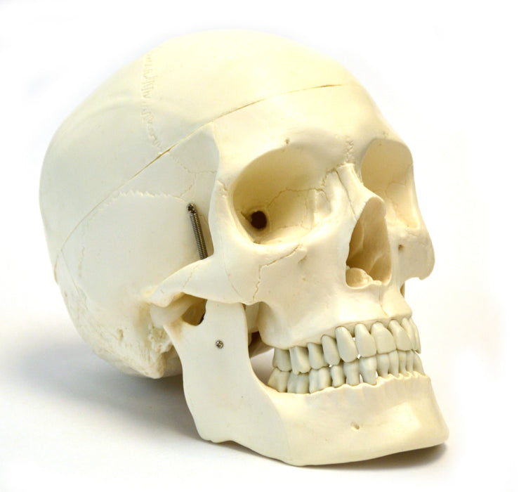 9" 3-Part Human Skull Anatomical Model Collection - Set of 4 (3-Part, Numbered, Color-Coded, and Painted Musculature)