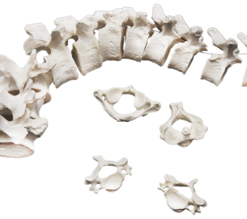 Disarticulated Human Spine Model, 47 Parts - Vertebrae, Intervertebral Discs - Life Sized, Medical Quality