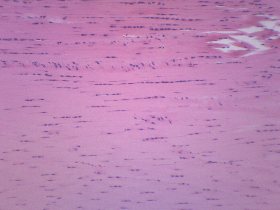 Areolar Tissue Section - Prepared Microscope Slide