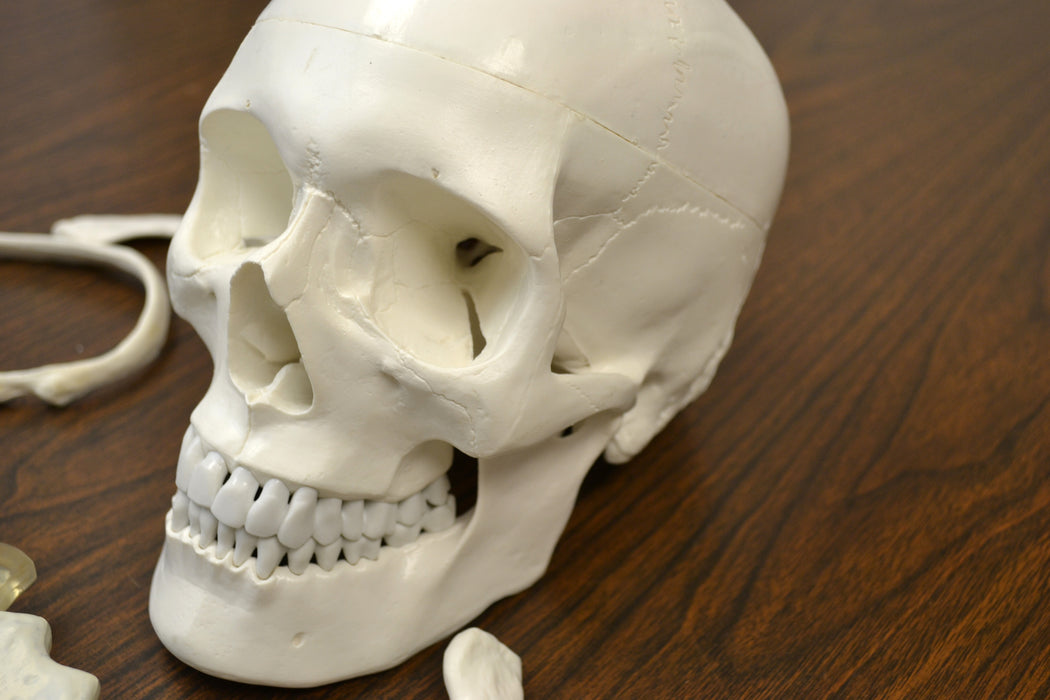 Disarticulated Human Skeleton, Half, Medical Quality, Life Sized (62" Model Height)