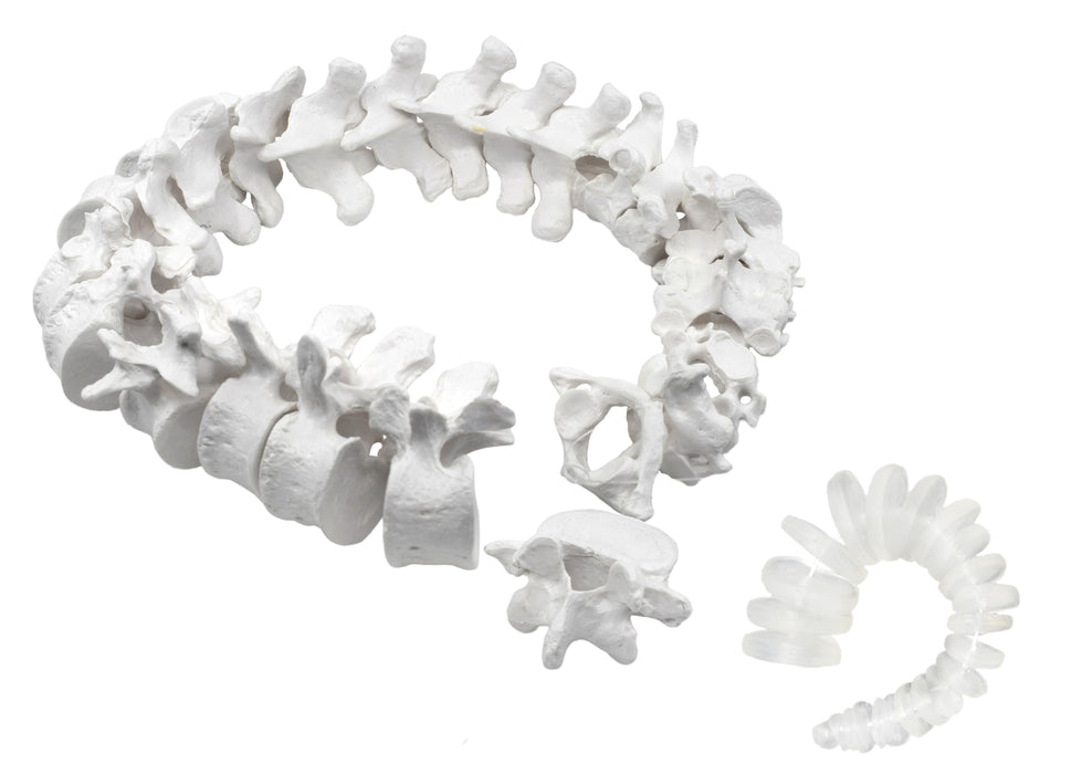 Disarticulated Human Spine Model, 47 Parts - Vertebrae, Intervertebral Discs - Life Sized, Medical Quality
