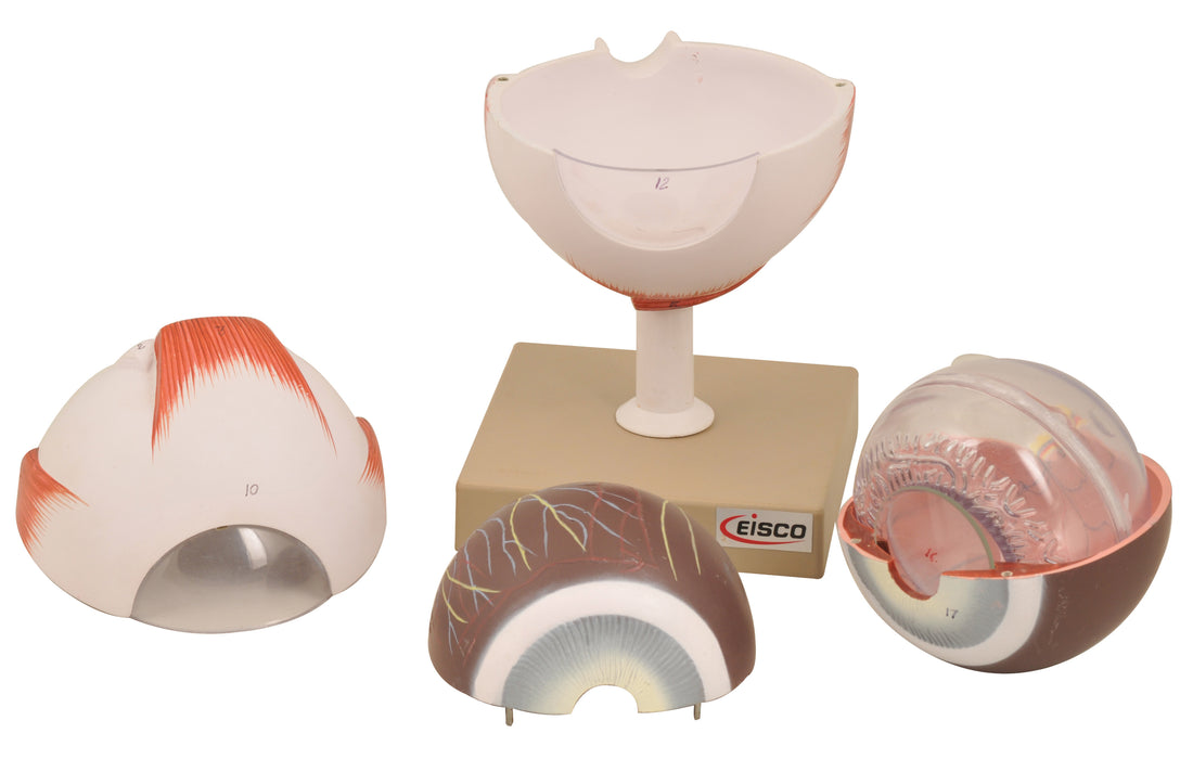 Human Eye Model - Enlarged 5X Life Size - 6 Parts