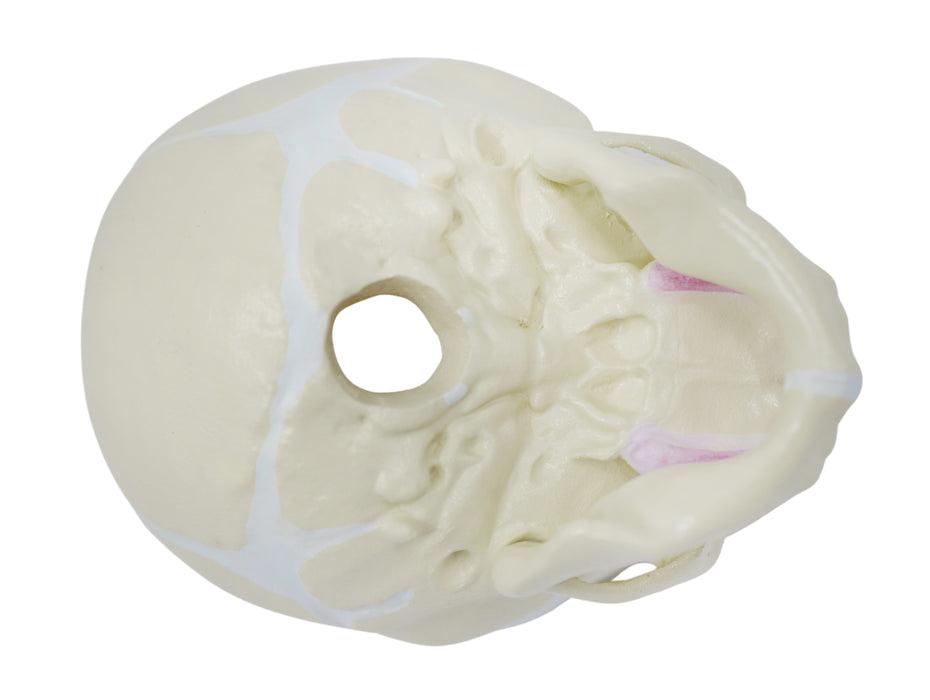 Infant Skull, Human Anatomical Model - Articulated Mandible