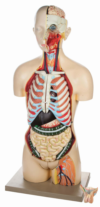 Premium Human Torso Model with Open Back -  Life Size - 28 Parts - Male/Female Genital Organs - Eisco Labs